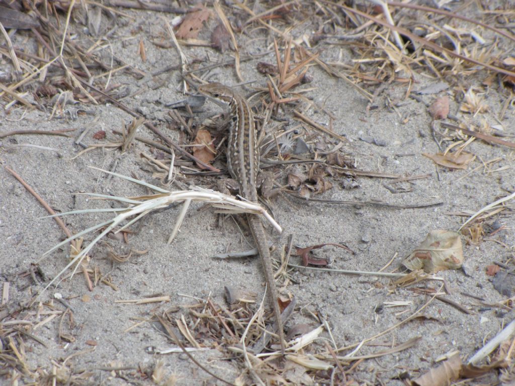 ID Podarcis